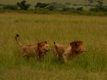 Masai Mara  Simba Löwe Löwen Löwin Löwenjunge