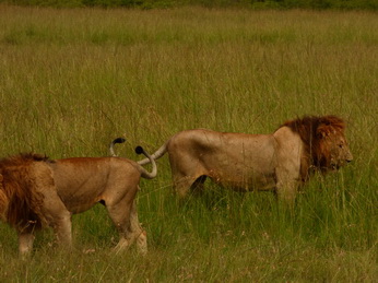 Masai Mara  Simba Löwe Löwen Löwin Löwenjunge