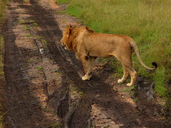 Masai Mara  Simba Löwe Löwen Löwin Löwenjunge