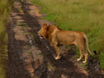 Masai Mara  Simba Löwe Löwen Löwin Löwenjunge