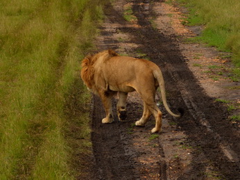 Masai Mara  Simba Löwe Löwen Löwin Löwenjunge