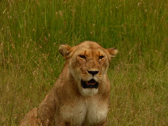 Masai Mara  Simba Löwe Löwen Löwin Löwenjunge