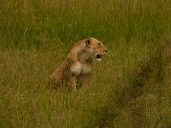 Masai Mara  Simba Löwe Löwen Löwin Löwenjunge