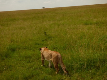 Masai Mara  Simba Löwe Löwen Löwin Löwenjunge