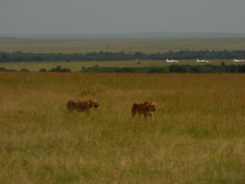 Masai Mara  Simba Löwe Löwen Löwin Löwenjunge