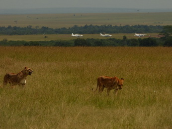 Masai Mara  Simba Löwe Löwen Löwin Löwenjunge