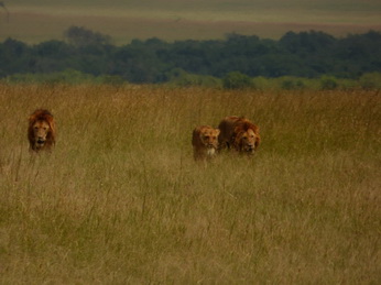 Masai Mara  Simba Löwe Löwen Löwin Löwenjunge