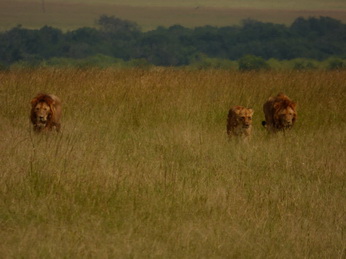 Masai Mara  Simba Löwe Löwen Löwin Löwenjunge