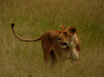 Masai Mara  Simba Löwe Löwen Löwin Löwenjunge