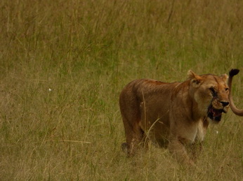 Masai Mara  Simba Löwe Löwen Löwin Löwenjunge