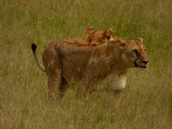 Masai Mara  Simba Löwe Löwen Löwin Löwenjunge