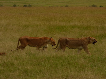 Masai Mara  Simba Löwe Löwen Löwin Löwenjunge