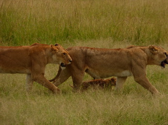 Masai Mara  Simba Löwe Löwen Löwin Löwenjunge