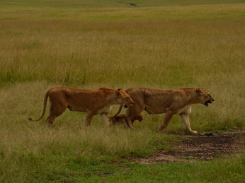 Masai Mara  Simba Löwe Löwen Löwin Löwenjunge