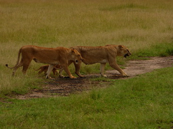 Masai Mara  Simba Löwe Löwen Löwin Löwenjunge