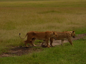 Masai Mara  Simba Löwe Löwen Löwin Löwenjunge