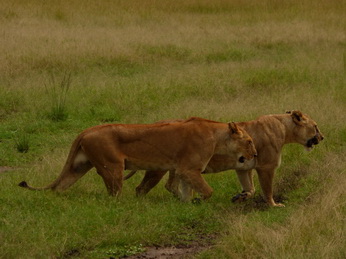 Masai Mara  Simba Löwe Löwen Löwin Löwenjunge