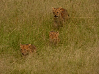 Masai Mara  Simba Löwe Löwen Löwin Löwenjunge