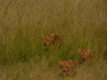 Masai Mara  Simba Löwe Löwen Löwin Löwenjunge