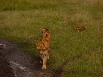 Masai Mara  Simba Löwe Löwen Löwin Löwenjunge