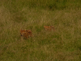 Masai Mara  Simba Löwe Löwen Löwin Löwenjunge