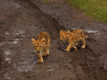 Masai Mara  Simba Löwe Löwen Löwin Löwenjunge