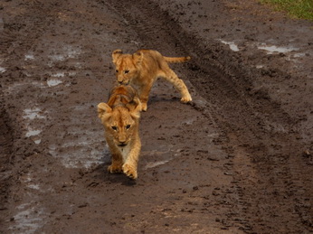 Masai Mara  Simba Löwe Löwen Löwin Löwenjunge