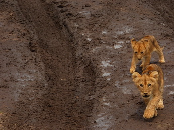 Masai Mara  Simba Löwe Löwen Löwin Löwenjunge