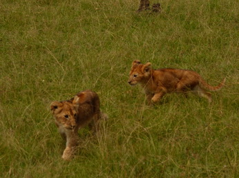 Masai Mara  Simba Löwe Löwen Löwin Löwenjunge