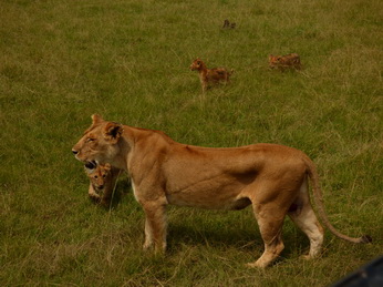 Masai Mara  Simba Löwe Löwen Löwin Löwenjunge