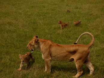 Masai Mara  Simba Löwe Löwen Löwin Löwenjunge