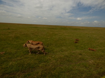 Masai Mara  Simba Löwe Löwen Löwin Löwenjunge