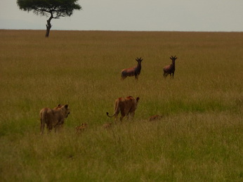 Masai Mara  Simba Löwe Löwen Löwin Löwenjunge