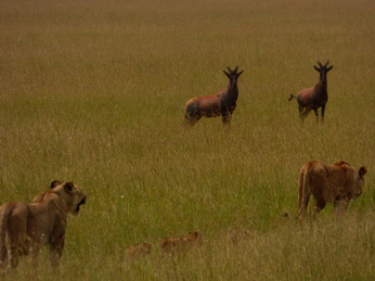 Masai Mara  Simba Löwe Löwen Löwin Löwenjunge