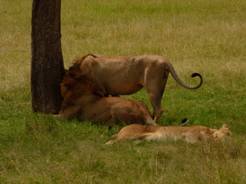 Masai Mara  Simba Löwe Löwen Löwin Löwenjunge