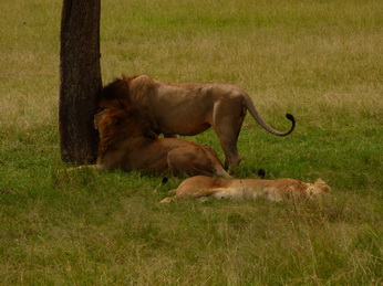 Masai Mara  Simba Löwe Löwen Löwin Löwenjunge