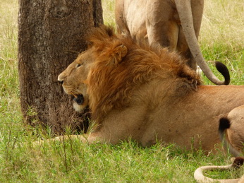 Masai Mara  Simba Löwe Löwen Löwin Löwenjunge