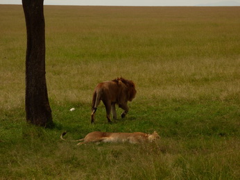 Masai Mara  Simba Löwe Löwen Löwin Löwenjunge