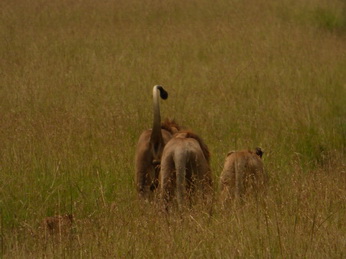 Masai Mara  Simba Löwe Löwen Löwin Löwenjunge