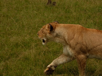 Masai Mara  Simba Löwe Löwen Löwin Löwenjunge