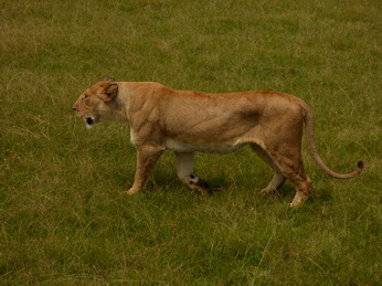 Masai Mara  Simba Löwe Löwen Löwin Löwenjunge