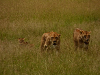 Masai Mara  Simba Löwe Löwen Löwin Löwenjunge