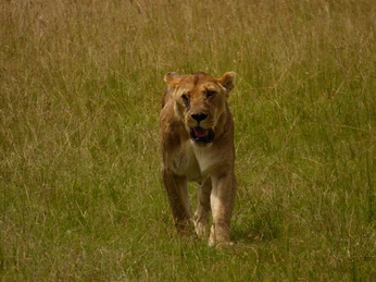 Masai Mara  Simba Löwe Löwen Löwin Löwenjunge