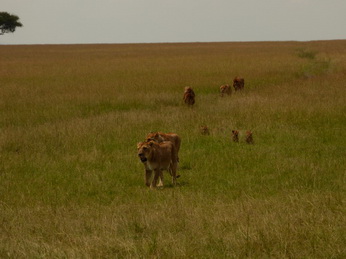 Masai Mara  Simba Löwe Löwen Löwin Löwenjunge