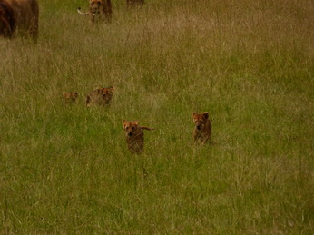 Masai Mara  Simba Löwe Löwen Löwin Löwenjunge