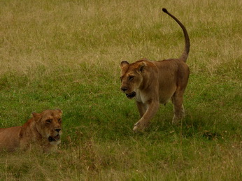 Masai Mara  Simba Löwe Löwen Löwin Löwenjunge