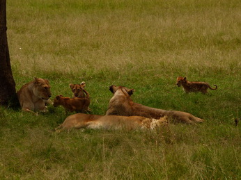 Masai Mara  Simba Löwe Löwen Löwin Löwenjunge