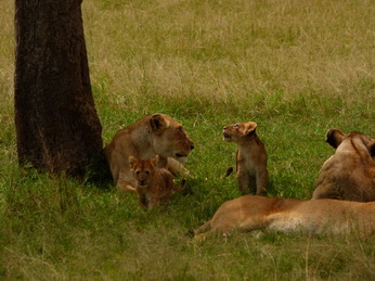 Masai Mara  Simba Löwe Löwen Löwin Löwenjunge