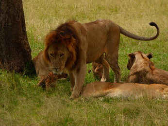 Masai Mara  Simba Löwe Löwen Löwin Löwenjunge