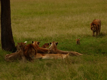 Masai Mara  Simba Löwe Löwen Löwin Löwenjunge